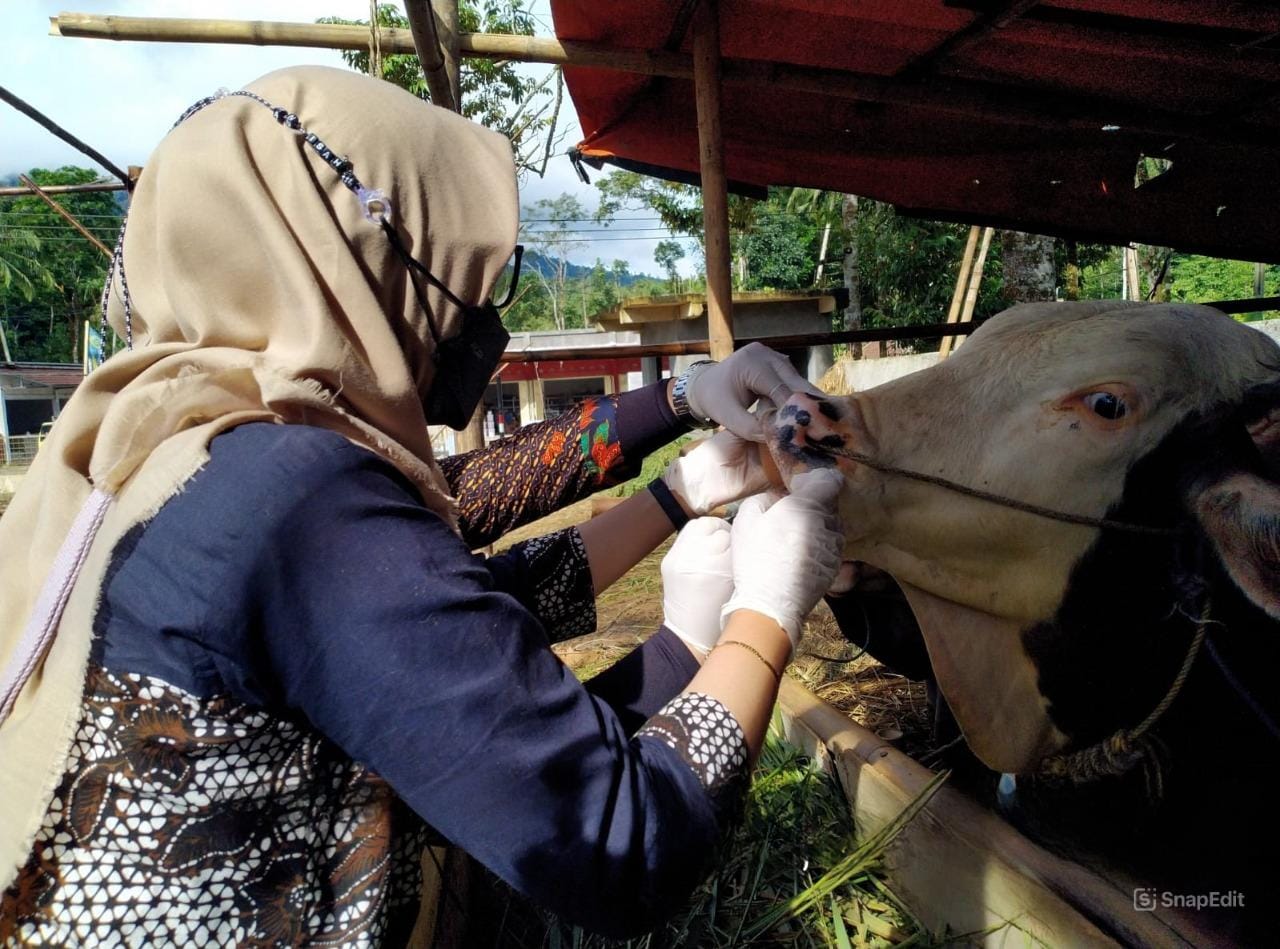 Petugas dari Puskeswan Pandegalang memeriksa kesehatan hewan ternak.(Istimewa)