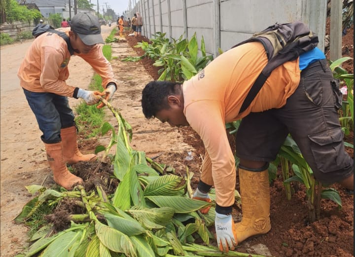 Petugas DLH Kota Tangerang melakukan penanaman pohon kana, sebagai langkah penghijauan sepanjang jalur akses TPA Rawa Kucing, Kedaung Wetan, Kecamatan Neglasari, Kota Tangerang pada Kamis (12/2).