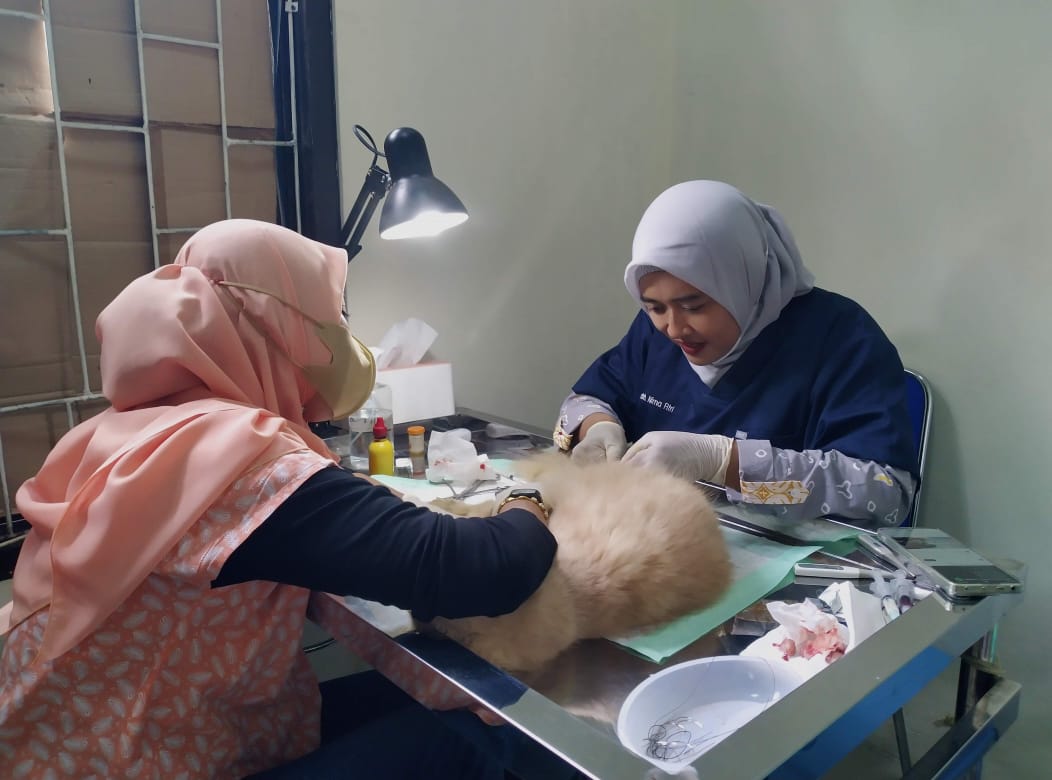 Dokter Hewan sedang  melakukan tindakan medis di Puskeswan Pandeglang.(Istimewa)