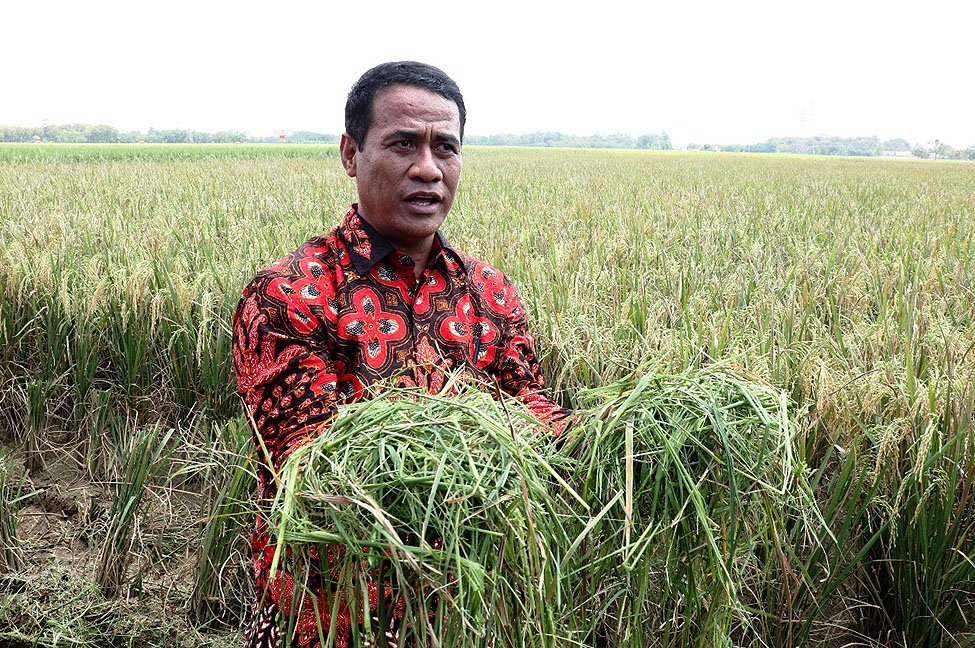 Menteri Pertanian Amran Sulaiman. Foto : Ist