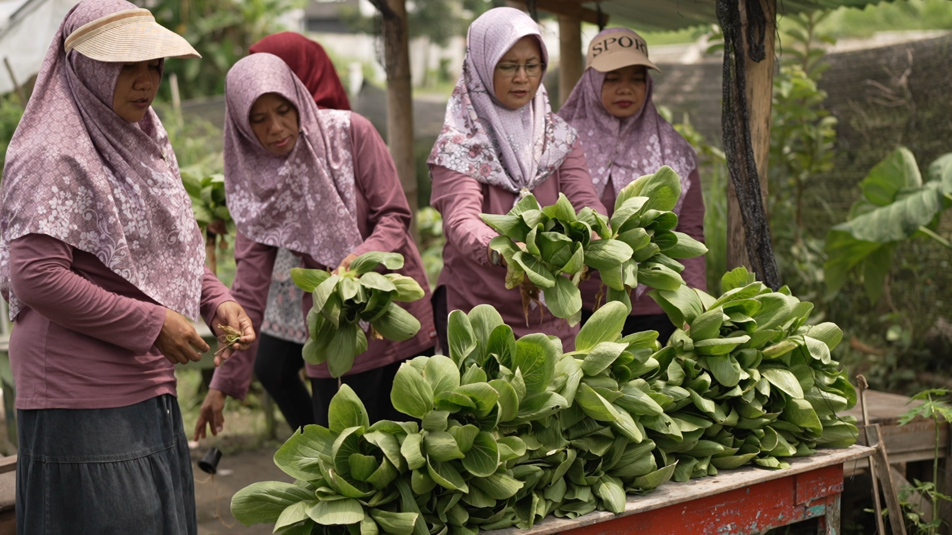 Kelompok Tani Wanita (KWT) Sumber Lestari di Desa Klodran, Colomadu, Karanganyar, Jawa Tengah. Foto : Bakom RI