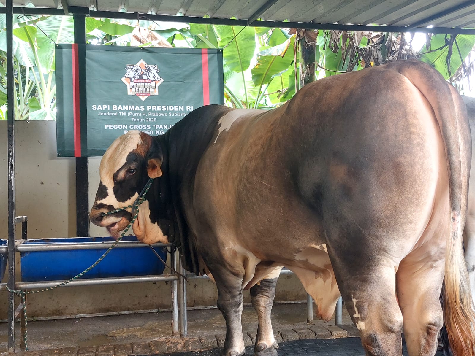 Sapi bernama Panjul itu berasal di Maqribie Farm, yang berlokasi di kawasan Cipayung, Ciputat. (tangselpos.id/rmn)