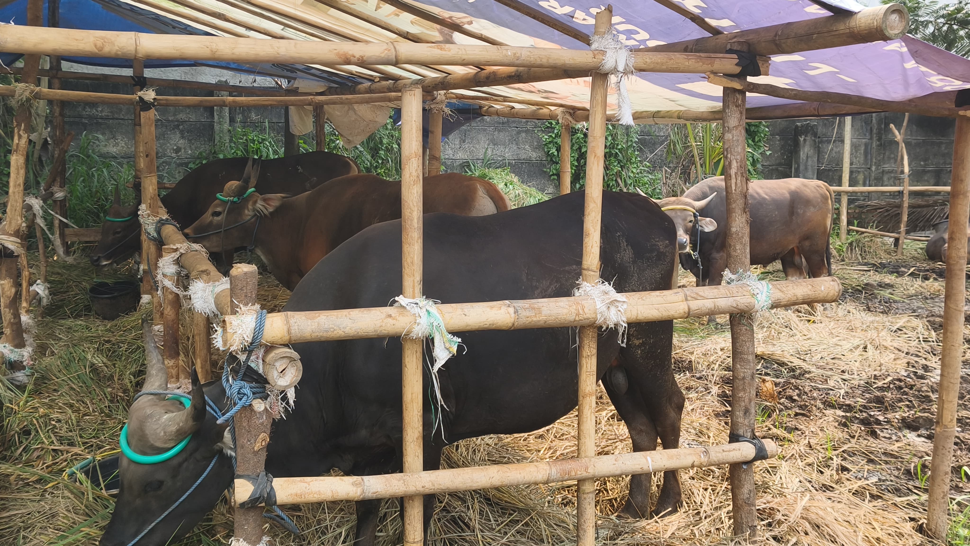 Menjelang Iduladha 2026, sejumlah sapi kurban asal Kabupaten Bima, Nusa Tenggara Barat (NTB), menjalani perawatan intensif di kandang Si Jago Kandang, Tangerang Selatan, Kamis (22/5/2026). Hewan-hewan pilihan tersebut dipersiapkan dalam kondisi sehat dan prima sebelum didistribusikan kepada para pembeli. Foto : Emir MG