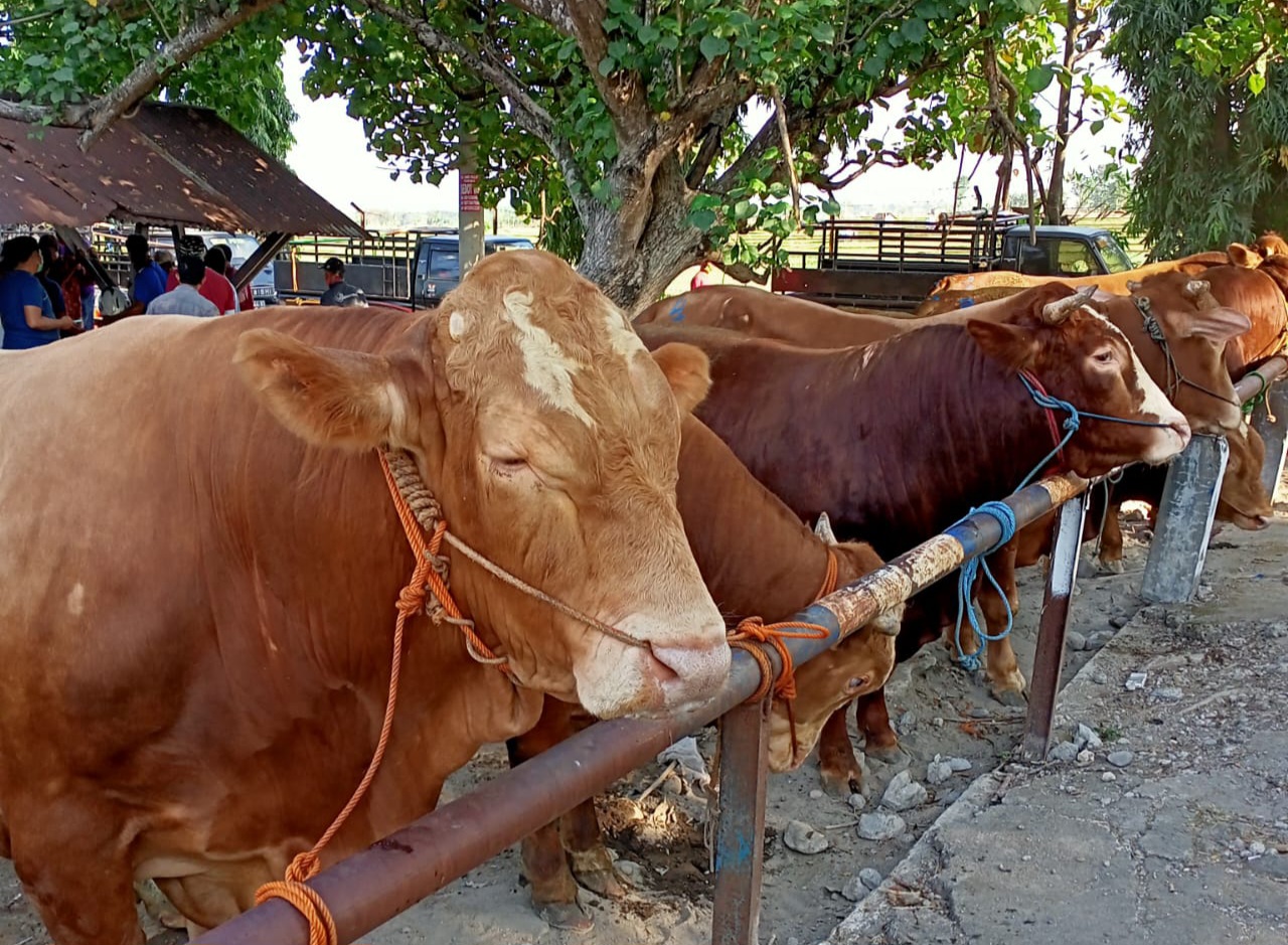 Hewan qurban. Foto : Ist