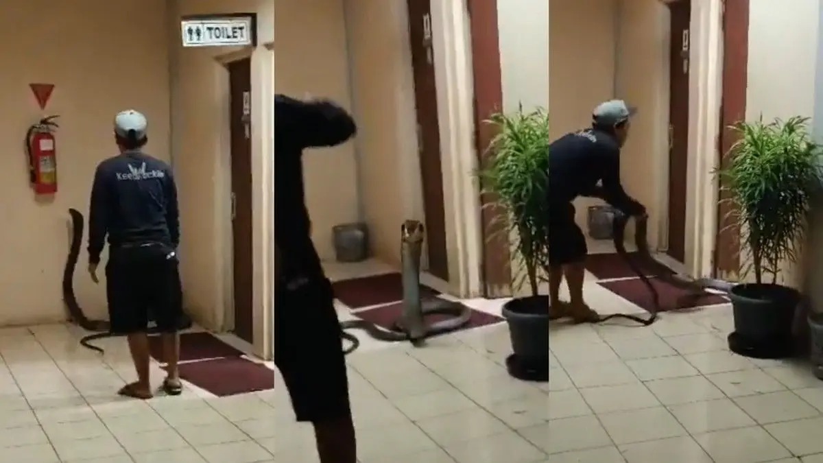 Seekor ular king cobra dievakuasi dari area toilet kantor BRIN Puspiptek Serpong, Tangerang Selatan, Selasa (12/5/2026). Foto : Ist