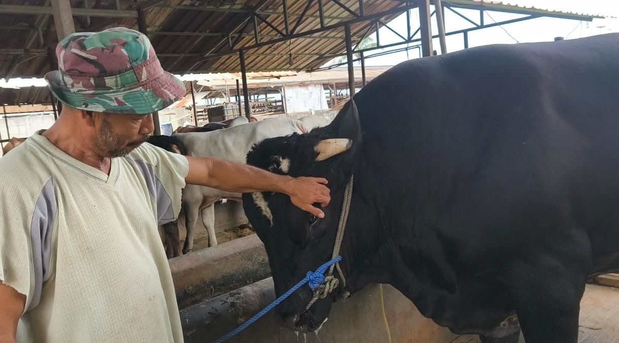 Sambo, nama sapi yang dibeli oleh Presiden Prabowo dari peternak di Cipondoh. ISTIMEWA