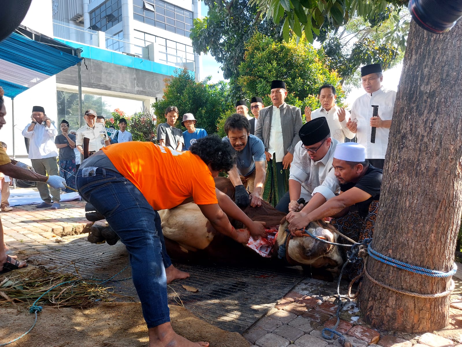 Pilar Saga Ichsan menyembelih langsung sapi kurbannya pada momentum Iduladha 1447 Hijriah di Masjid Al-Ihtishom, Rabu (27/5). (tangselpos.id/rmn)