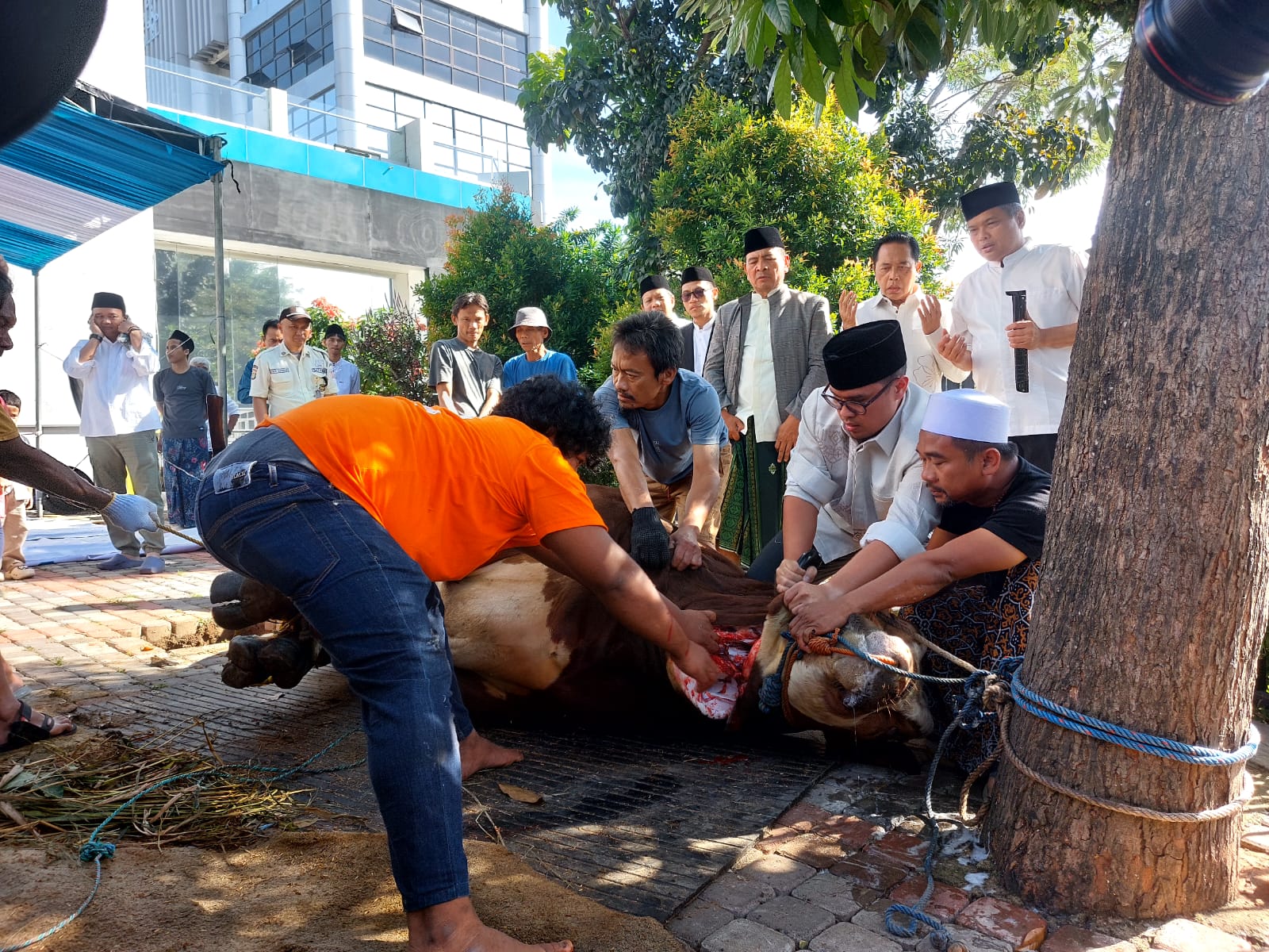 Wali Kota Tangsel, Benyamin Davnie saat melakukan penyerahan simbolis sapi kurban Banmas Presiden di Masjid Daarul Hikmah Pamulang