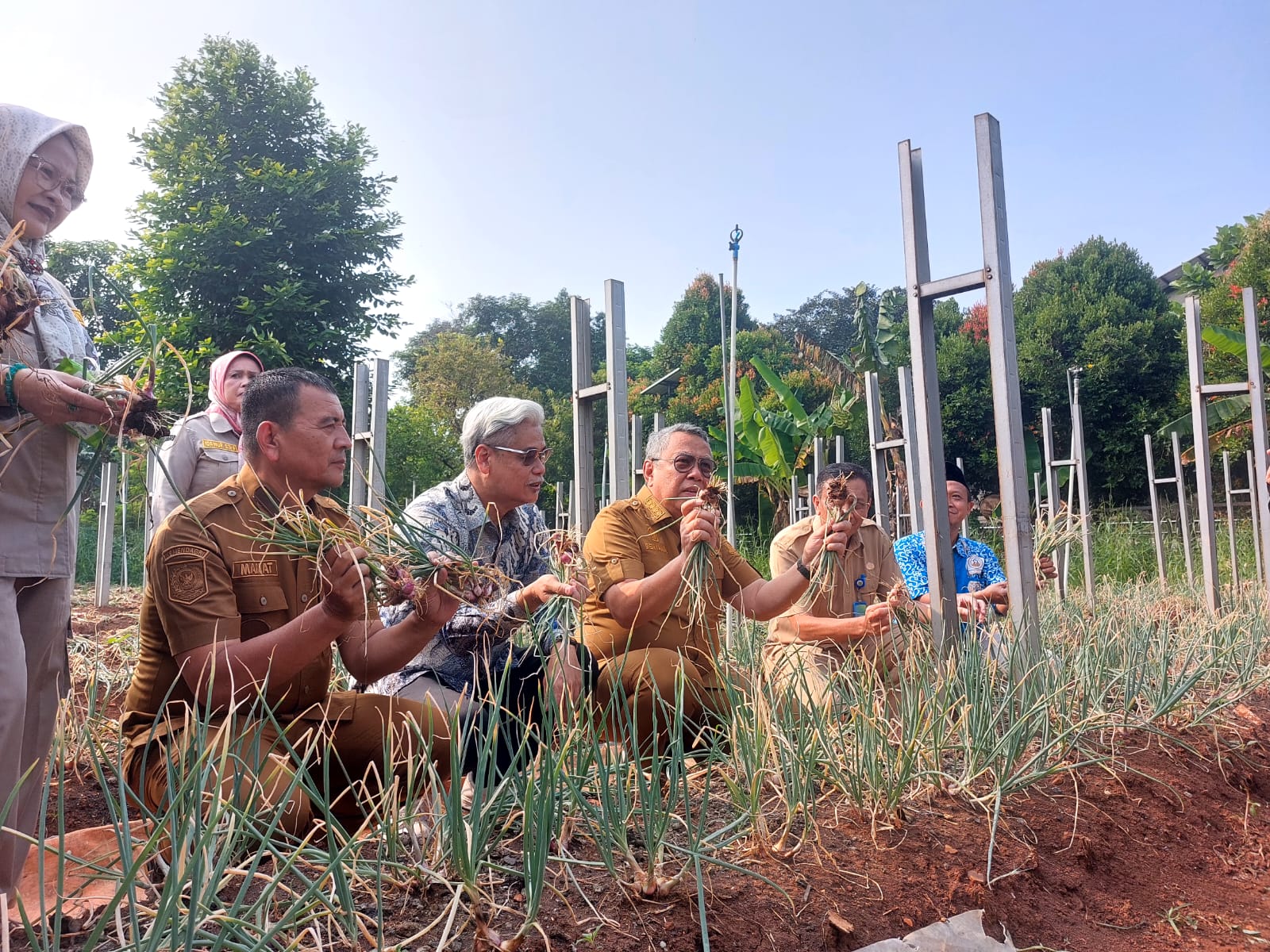 Wali Kota Tangsel, Benyamin Davnie saat memanen bawang merah di BPP Jombang, Ciputat, Selasa (9/6). (tangselpos.id/rmn)