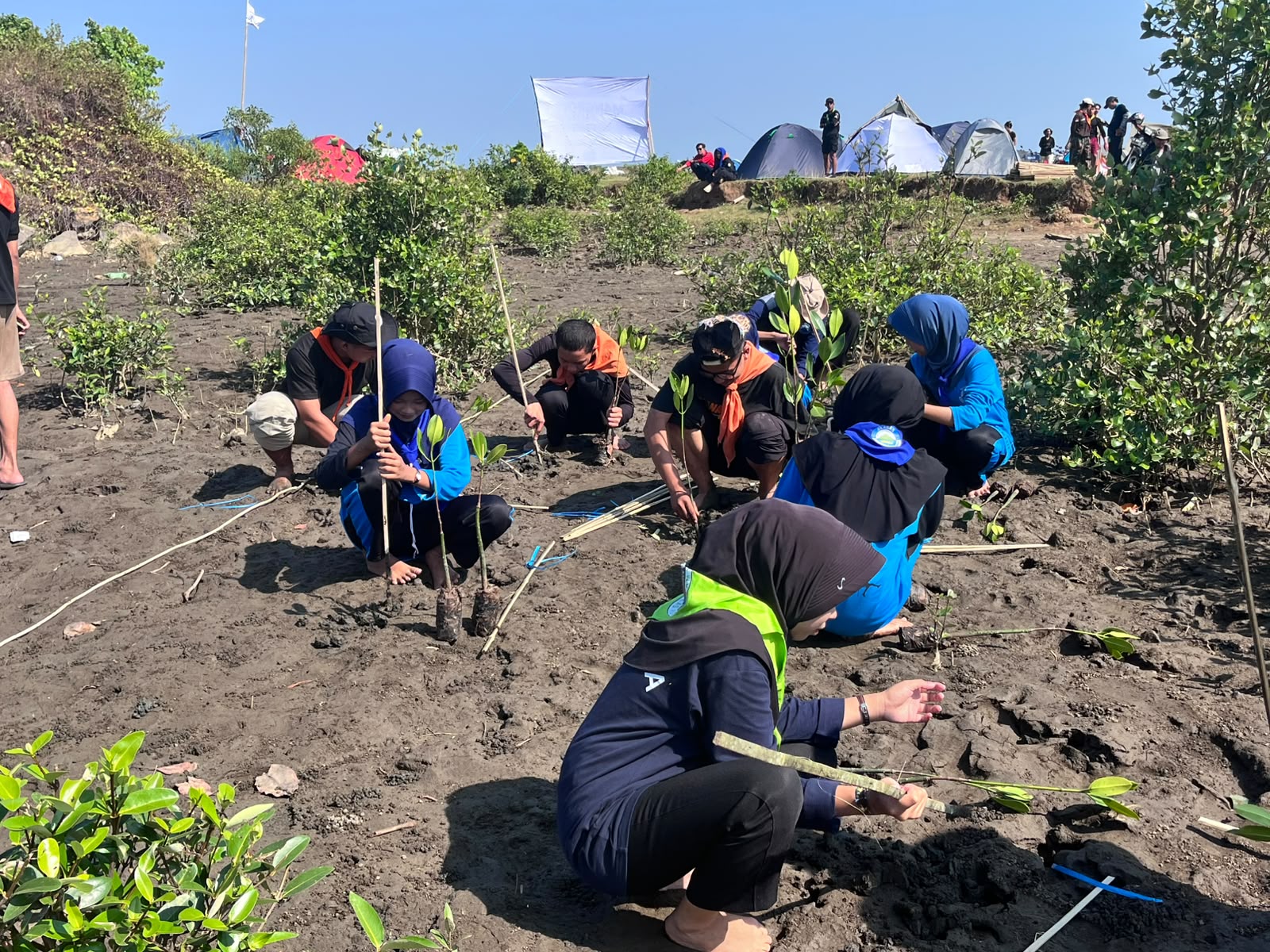 Mahasiswa Pencinta Alam (Mapala) Banten menanam seriu batang mangrove di Desa Cibungur, Kecamatan Sukaresmi, Kabupaten Pandeglang, Minggu (26/7/2026).(Istimewa)