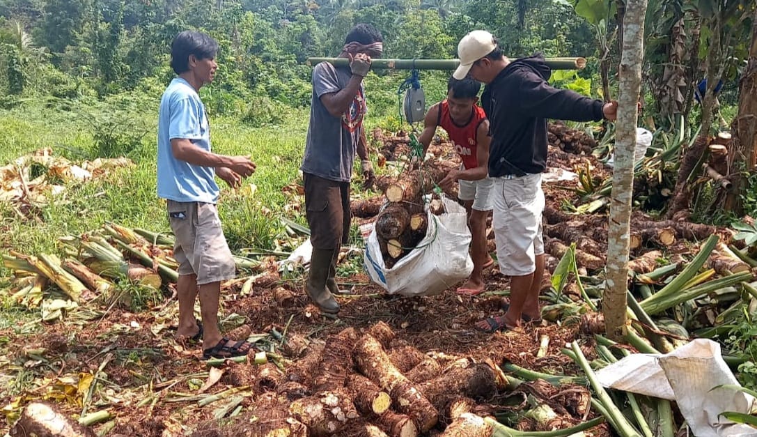 Talas beneng (Xanthosoma undipes K. Koch) asal Kabupaten Pandeglang, Banten, resmi memperoleh pelindungan hukum sebagai produk Indikasi Geografis. Foto : Dok. Kementerian Hukum Banten