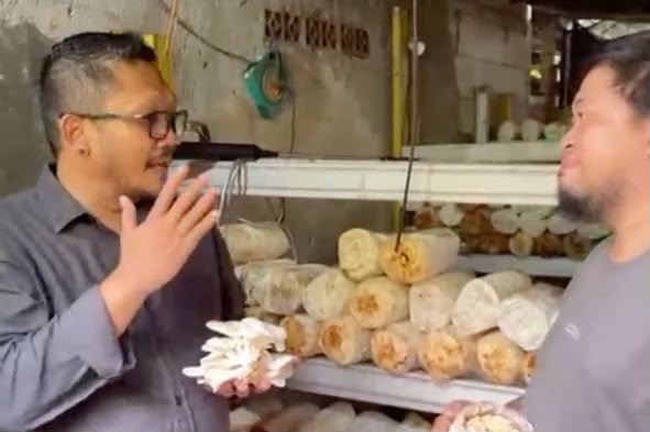 DUKUNG UMKM - Anggota DPRD Kota Tangerang Selatan dari Fraksi PDI Perjuangan, Syamsul Hariyanto, mengunjungi lokasi budidaya jamur Crispy milik Mochamad Amri di Jalan Salem III, Kelurahan Serpong, Kecamatan Serpong.