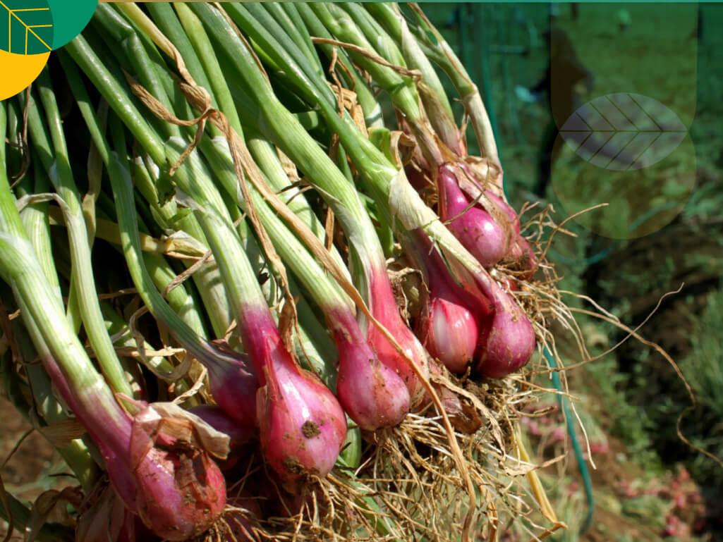 Bawang merah. Foto : Ist