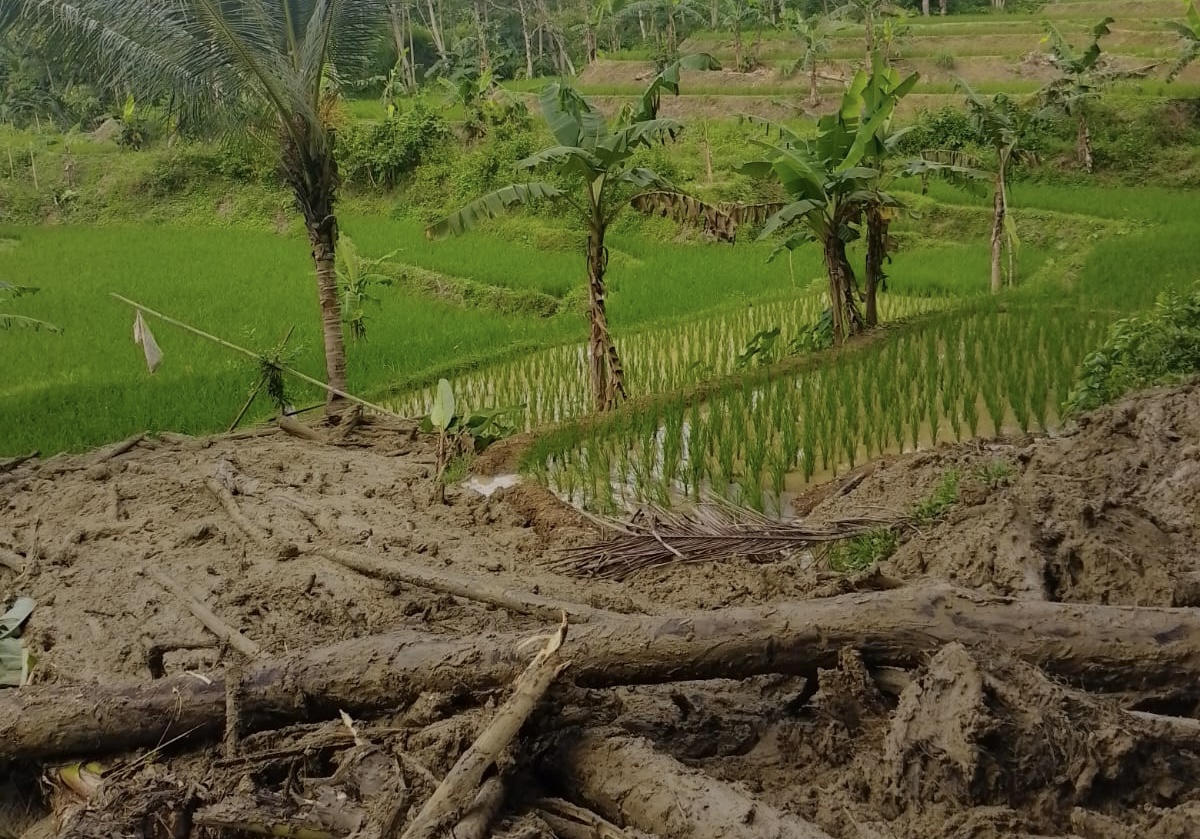 LUMPUR TUTUPI SAWAH. Kondisi puluhan hektare sawah di Kecamatan Bayah, Kabupaten Lebak, telah tertutup lumpur yang diduga yang berasal dari aktivitas perusahaan PT Cemindo Gemilang. (DOK. WARGA)