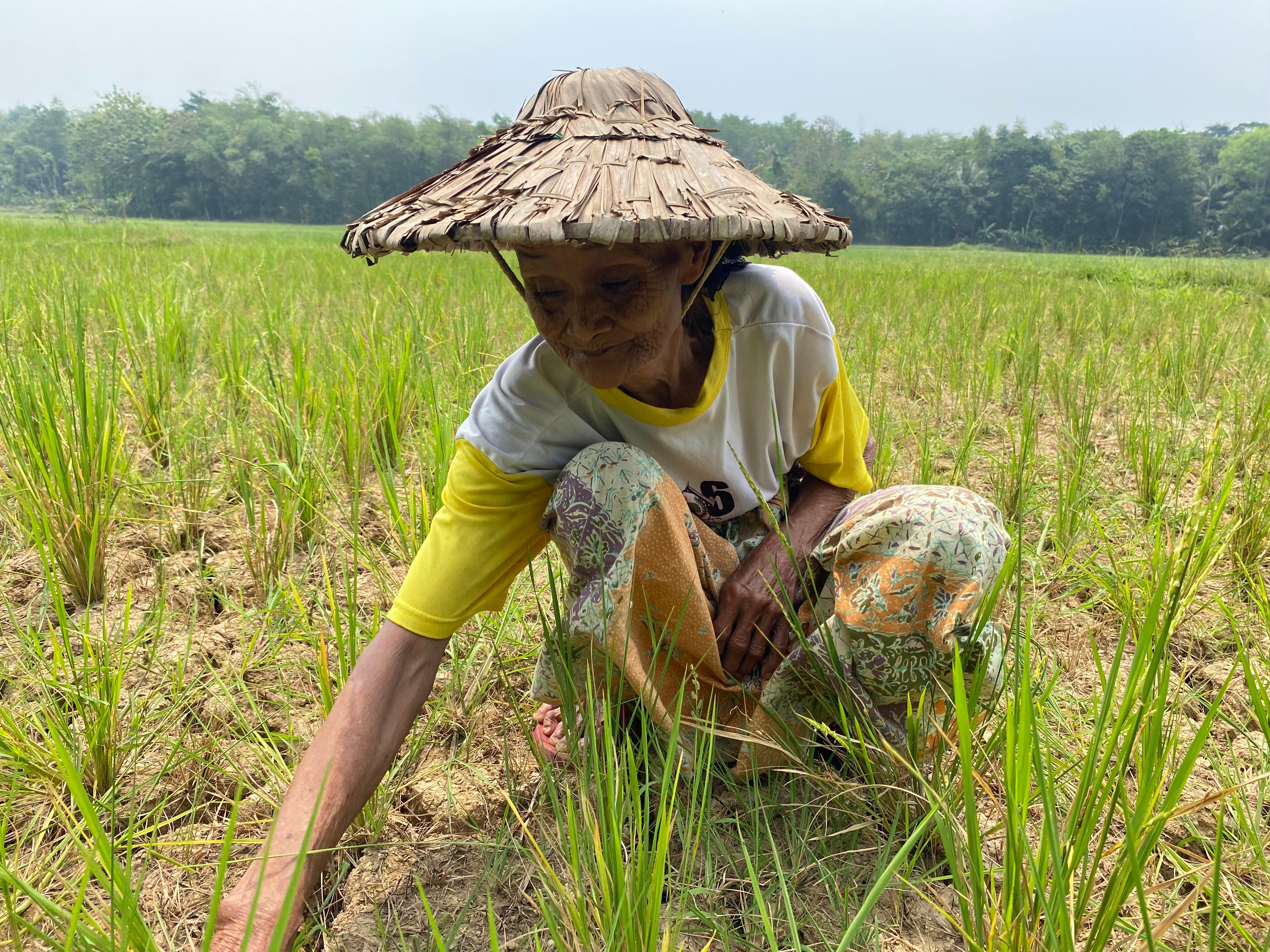 KONDISI SAWAH. Murnah (75), warga Kampung Cipasung, Desa Sukarendah, Kecamatan Warunggunung, Kabupaten Lebak, Banten, menunjukkan kondisi sawah yang mengering akibat kemarau, Kamis (20/8). (ISTIMEWA)