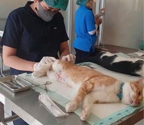 STERILISASI GRATIS. Dokter hewan di Puskeswan Tangsel saat melakukan operasi steril pada hewan. (Ist)