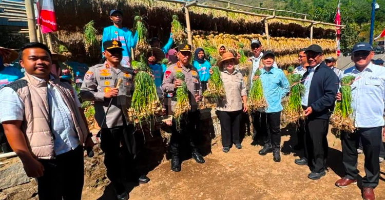Menko Pangan Zulkifli Hasan saat panen raya bawabg putih di NTB. Foto : Ist