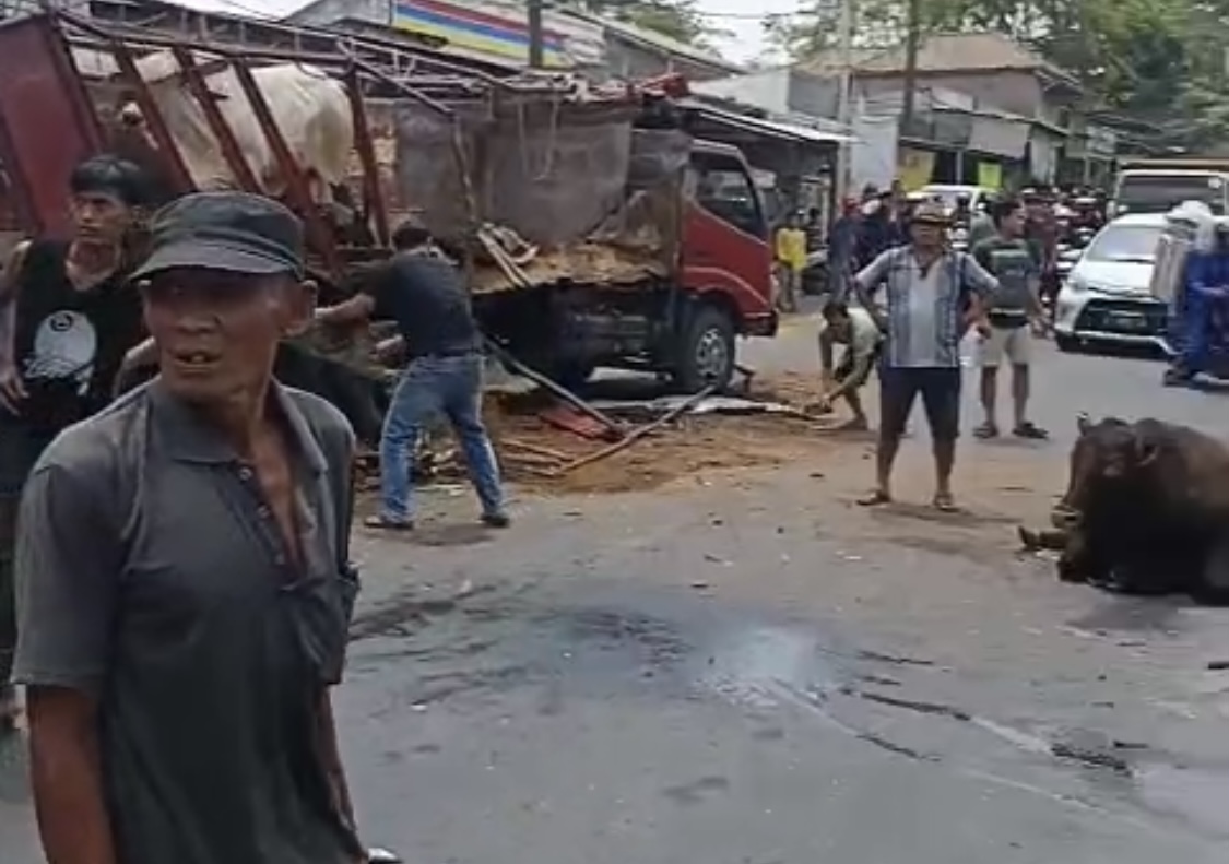 KECELAKAAN. Mobil pengangkut sapi dengan pengangkut barang tengah mengalami kecelakaan lalu lintas di Jalan Ir Sutami, Rangkasbitung arah Citeras, Kabupaten Lebak, Minggu (6/9), sekitar pukul 11.00 WIB.(DOK.WARGA)