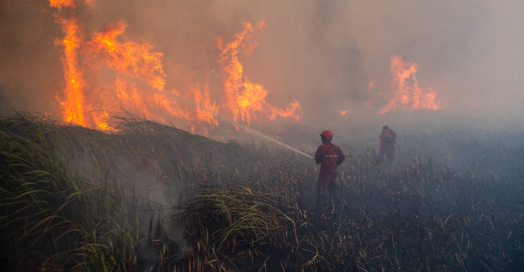 Kebakaran hutan di Kalimantan. Foto : Ist