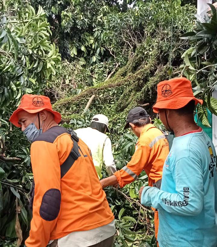 DLH Tangsel dan Pesapon Korwil Ciputat membersihkan pohon yang tumbang akibat hujan angin kemarin. (tangselpos.id/ist)