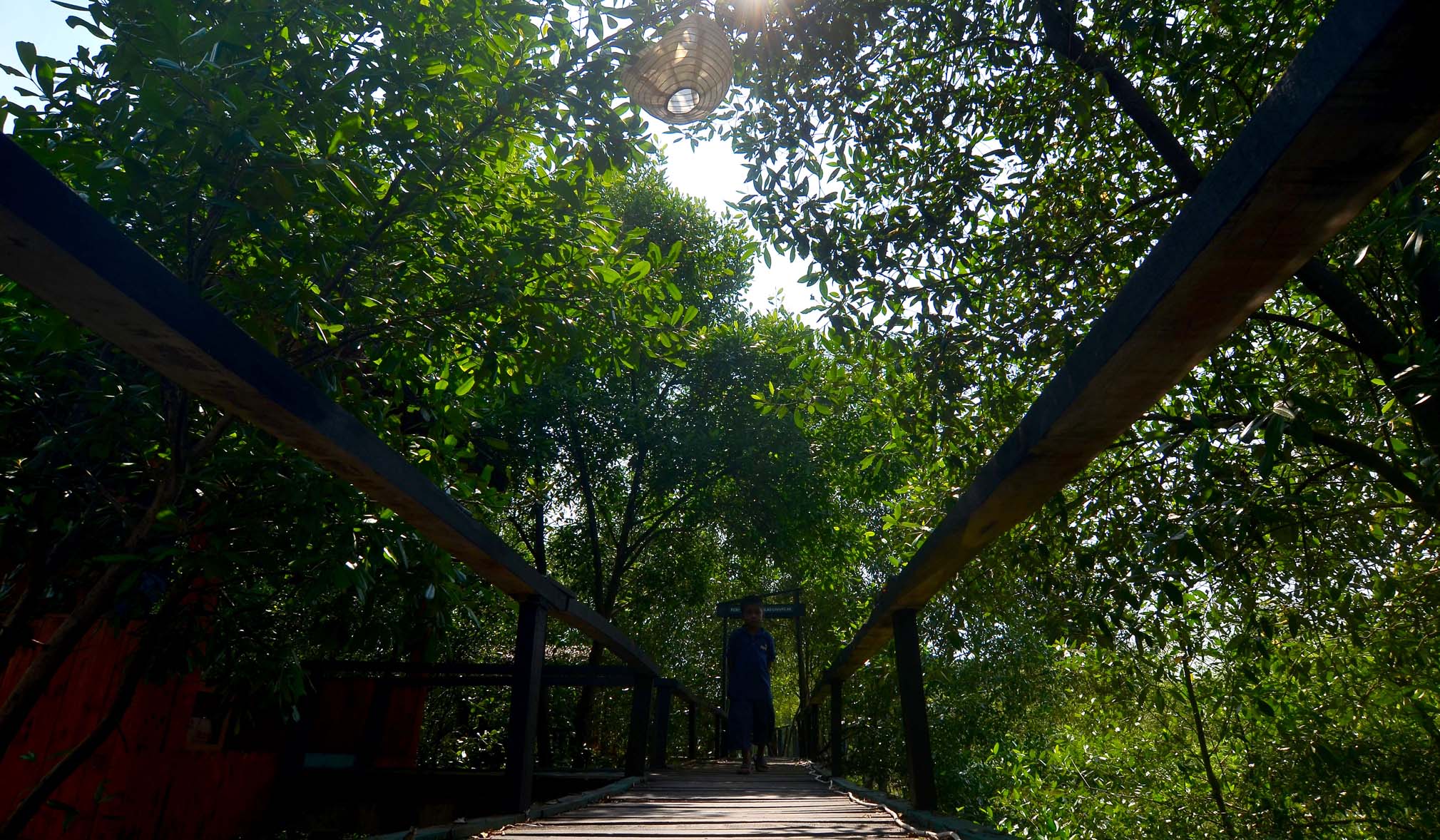 Kawasan Edo-Ekowisata Mangrove