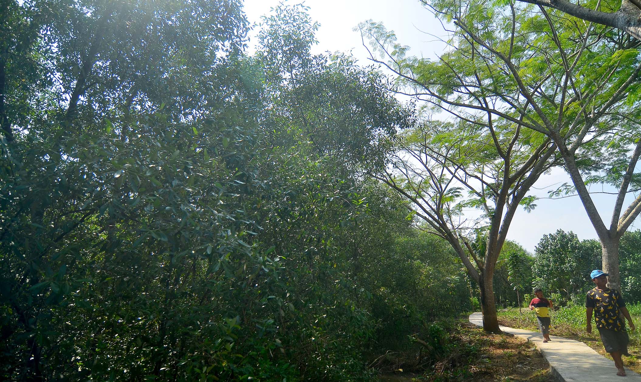 Kawasan Edo-Ekowisata Mangrove