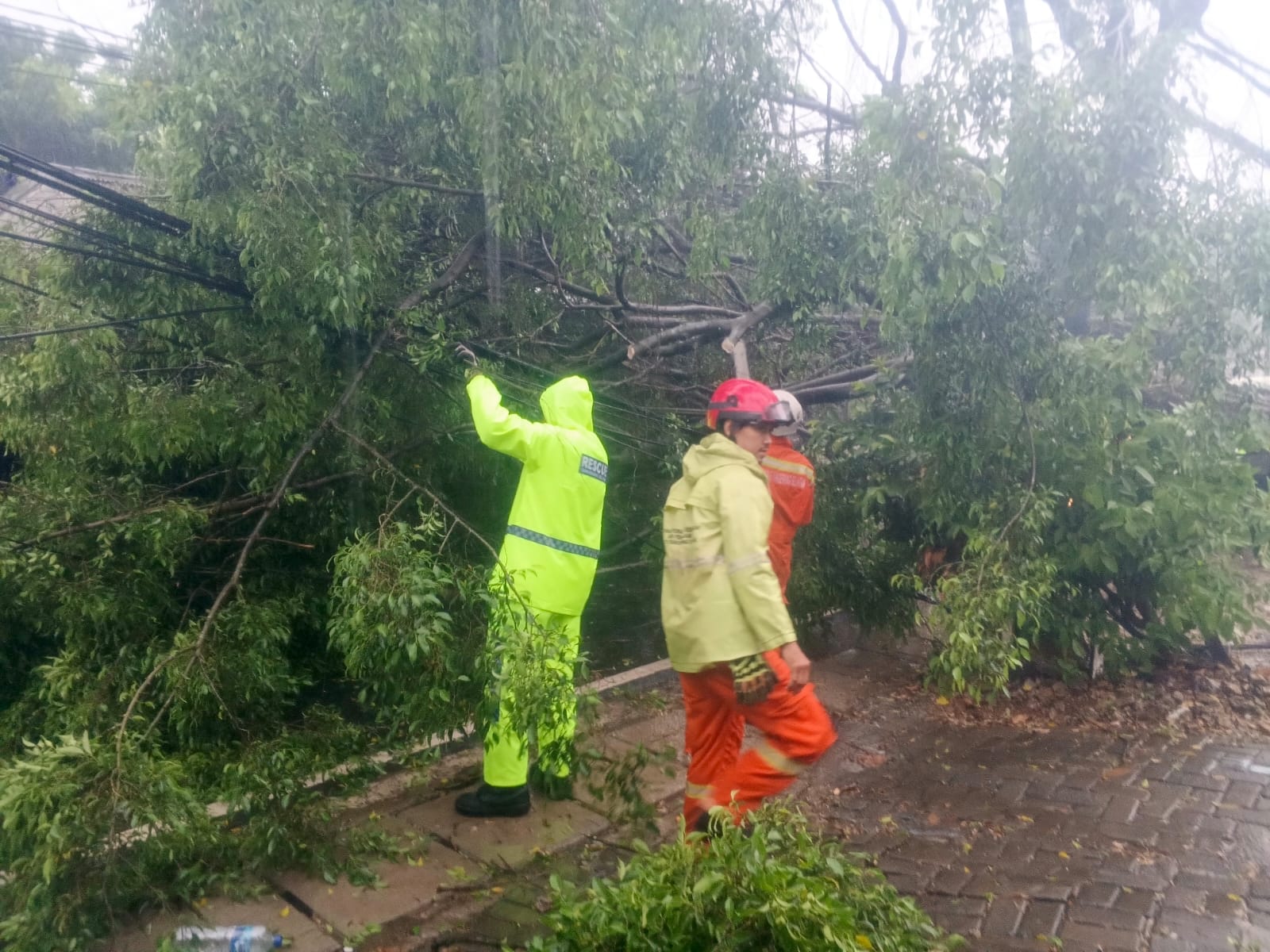 Petugas melakukan evakuasi pohon tumbang di Jelupang, Serpong Utara, Tangsel, Senin (04/08/2025). (Ist)