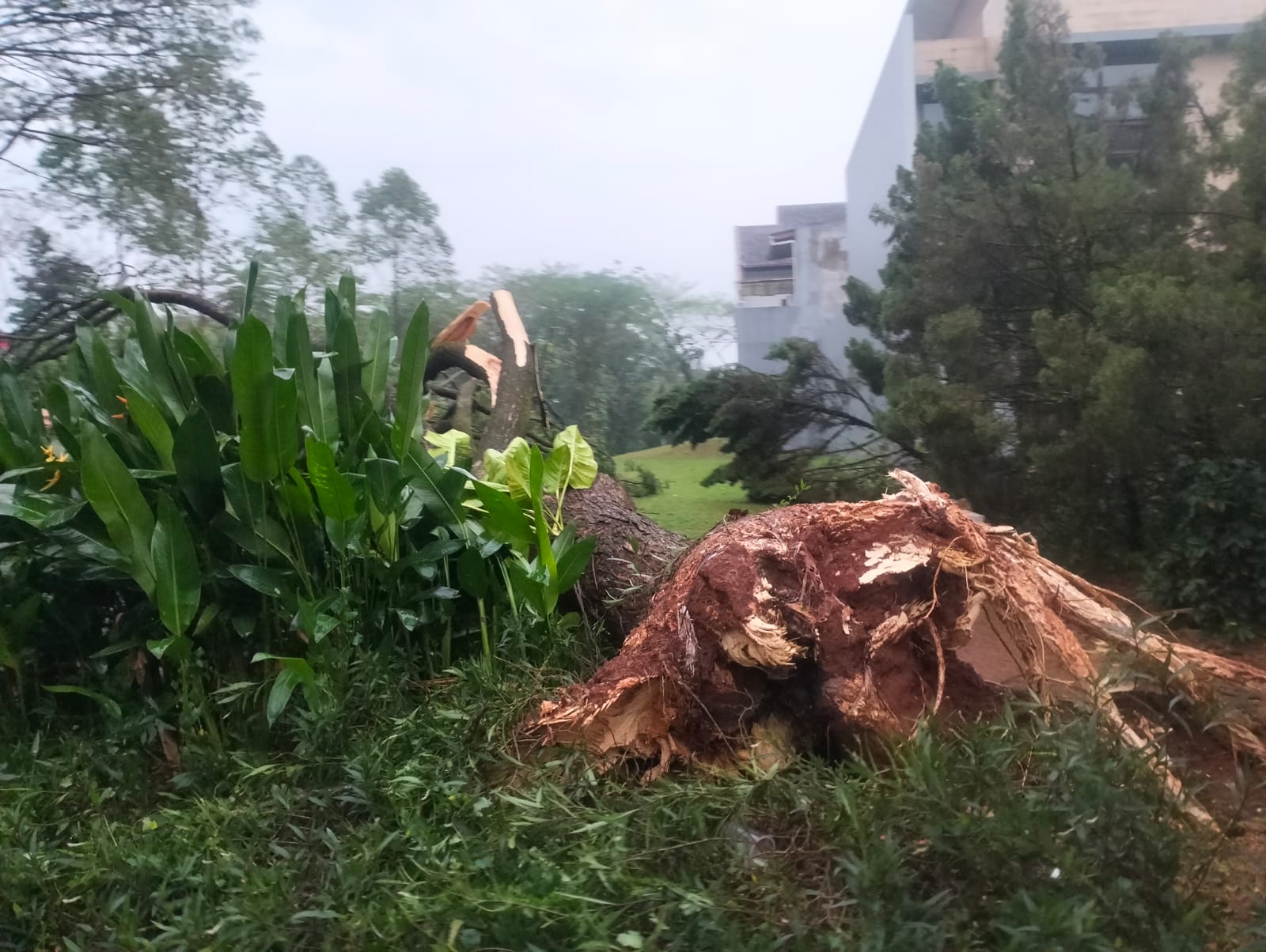 Petugas melakukan evakuasi pohon tumbang di Jelupang, Serpong Utara, Tangsel, Senin (04/08/2025). (Ist)