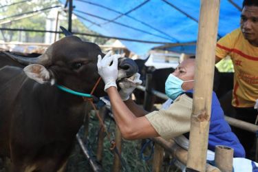 Dinas Ketahanan Pangan (DKP) Kota Tangerang Saat melakukan pemeriksaan PMK pada hewan ternak di lapak Kecamatan Periuk, Kota Tangerang. (tangselpos.id/sh)