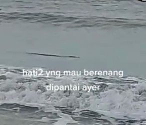 Kemunculan seekor buaya berukuran besar menggegerkan warga sekitar pantai Anyer pada Sabtu (04/07). (Ist)