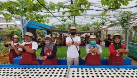 1.150 petani hidroponik Orang Muda Ganjar merilis program Petani Kota di Jakarta Barat. (Ist)