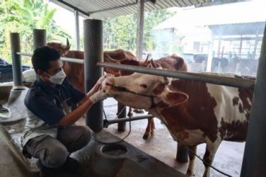 Peternak sapi dan kerbau di Kota Tangsel dihimbau untuk mengantisipasi wabah Lumpy Skin Disease atau LSD