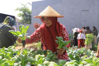 alah seorang anggota KWT nampak panen sayur hidroponik di KWT Cabai Rawit, Kelurahan Pabuaran, Kecamatan Karawaci, Kamis (20/7).(ist)