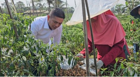 Ketua DPRD Banten Andra Soni ikut memanen cabai merah dan melon bersama petani di Sawah Widey, Kampung Menes, Desa Menes, Kecamatan Menes, Kabupaten Pandeglang, Minggu (23/6/2024). (Ist)
