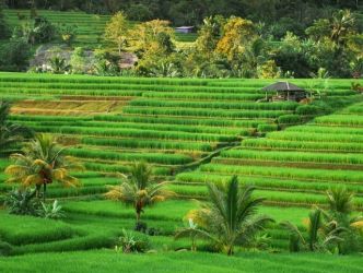 Area persawahan di Bali. Foto : Ist