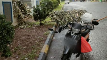 Motor Pengunjung Kantor Pajak Serpong Ringsek Tertimpa Pohon. (tangselpos.id/rmn)