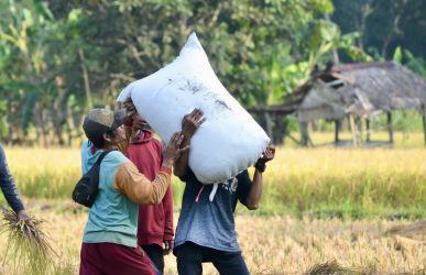 Petani Wanasalam, Kabupaten Lebak, hendak memikul gabah yang sudah dimasukan kedalam karung, untuk dibawa ke gudang penyimpanan, beberapa waktu lalu