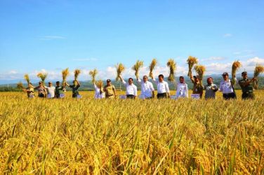 Panen raya di Purbalingga, Jawa Tengah. Foto : Ist
