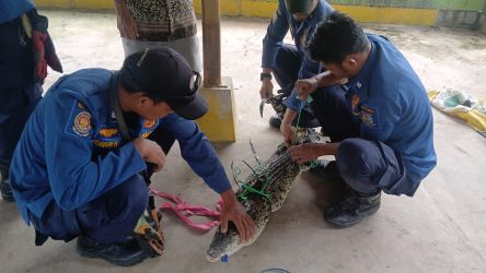 Pasukan Damkar Tangsel saat mengevakuasi buaya yang mengegerkan warga Keranggan, Setu, Jumat (21/11)