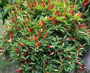 Ilustrasi. Foto : Ist