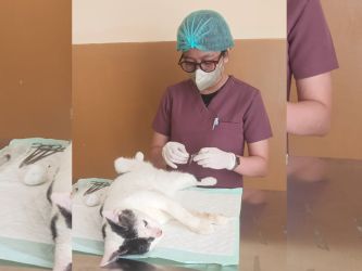 Sterilisasi kucing di Puskeswan Tangsel: prosedur higienis untuk kesehatan dan kesejahteraan anabul. (Ist)