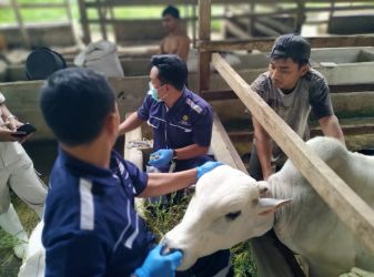 Dokter Hewan Puskeswan Pembantu Menes memeriksa kesehatan ternak domba milik warga di wilayah Kecamatan Menes, Pandeglang.(Dok. Puskeswan Pandeglang)