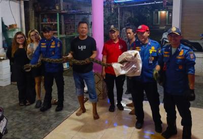 Ular berukuran 3 meter ditemukan di rumah warga di Jalan Bukit Raya, Kelurahan Serua Indah, Kecamatan Ciputat. Foto : Ist