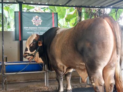 Sapi bernama Panjul itu berasal di Maqribie Farm, yang berlokasi di kawasan Cipayung, Ciputat. (tangselpos.id/rmn)