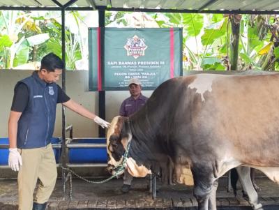 Sapi qurban Presiden Prabowo Si Panjul. Foto : Ist