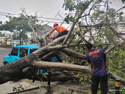 Pohon tua berukuran besar tumbang dan menimpa sebuah mobil serta tiang penerangan jalan umum (PJU) di Jalan Ciater Barat. (Ist)
